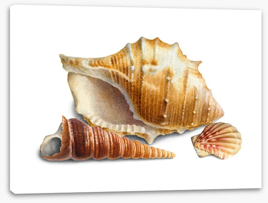 Three shells III