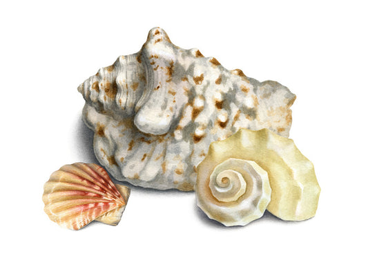 Three shells I