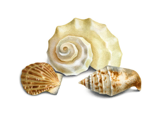Three shells II