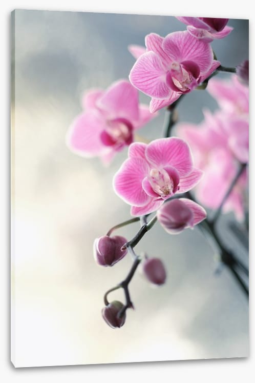 Pink orchid blush