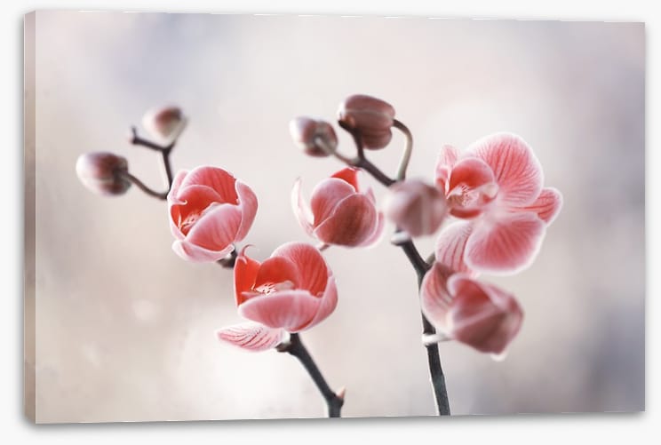 Dusky orchid
