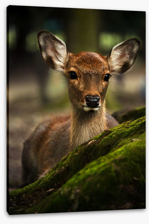 Doe eyes