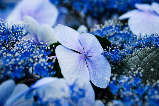 Hydrangea blues