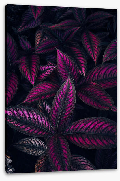 Persian shield perfection