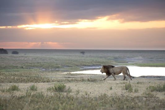 Roaming free