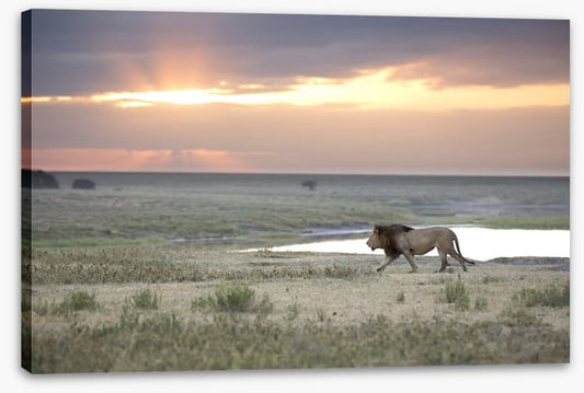 Roaming free