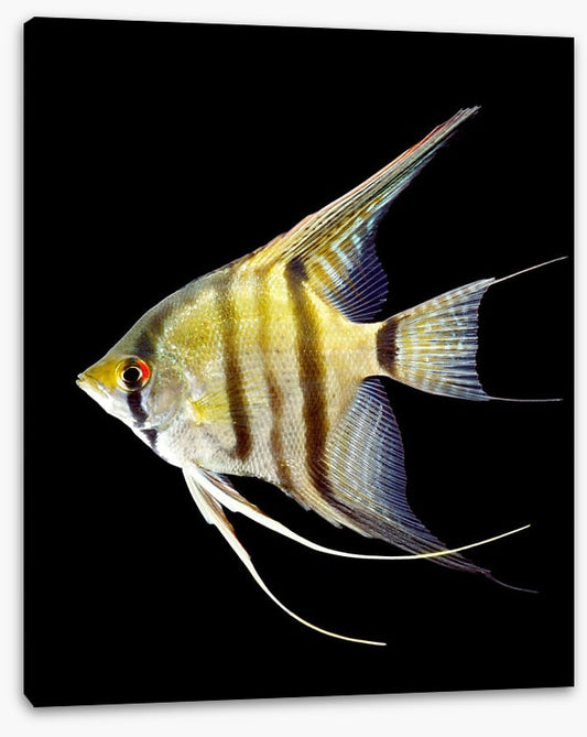 Zebra angelfish