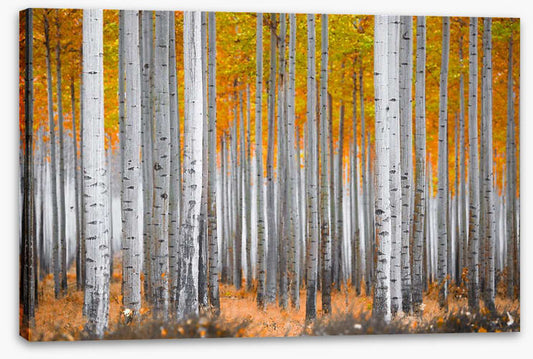 Between the birch