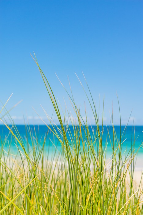 Past the beach grass