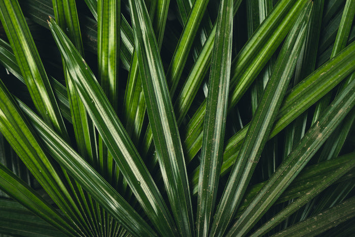 Leaves