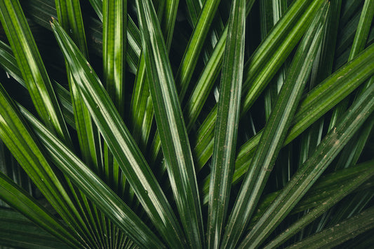 Leaves