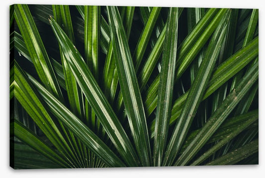 Leaves