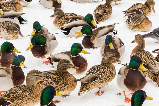 Duck weather