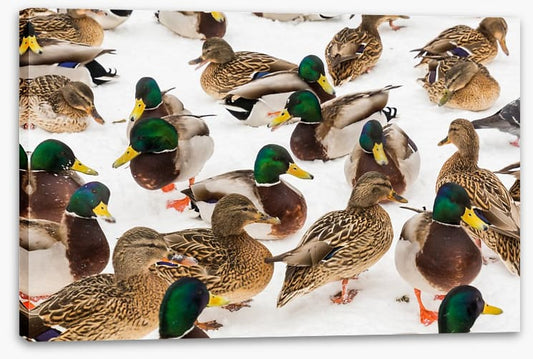 Duck weather