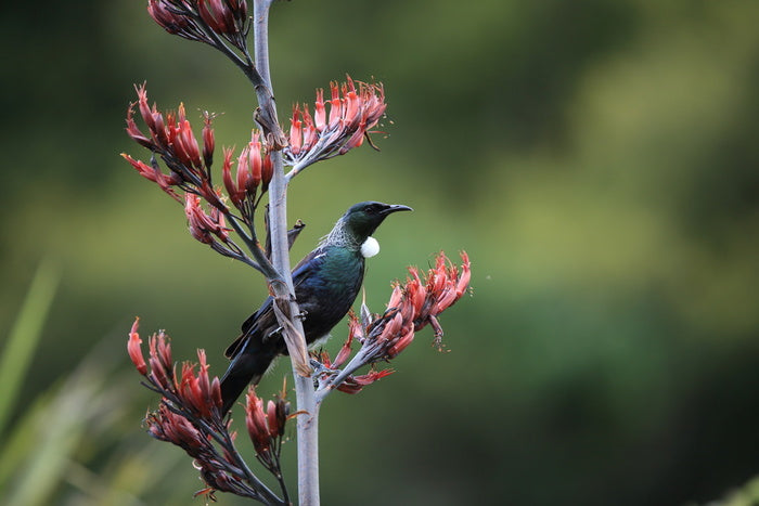 Tui in the tree
