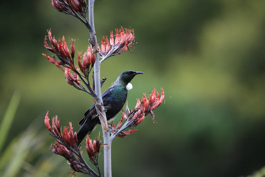 Tui in the tree