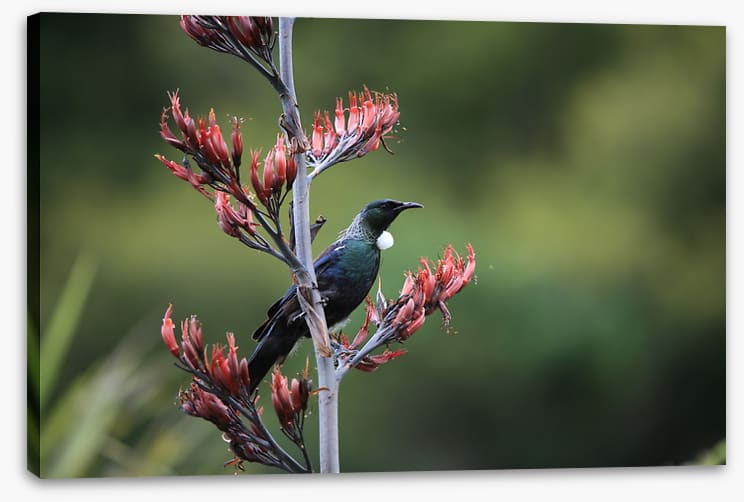Tui in the tree