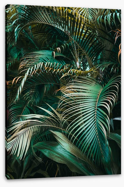 Jungle dreams