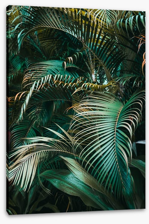 Jungle dreams