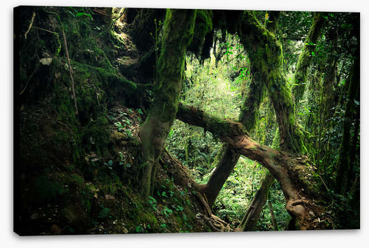 Forests