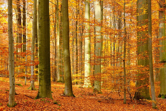 Fall in the beech forest