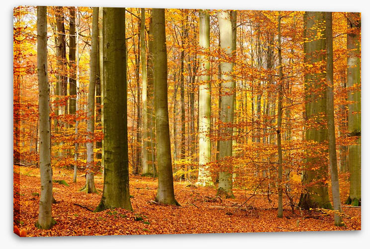 Fall in the beech forest