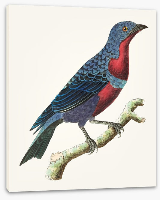 A lone bluebird