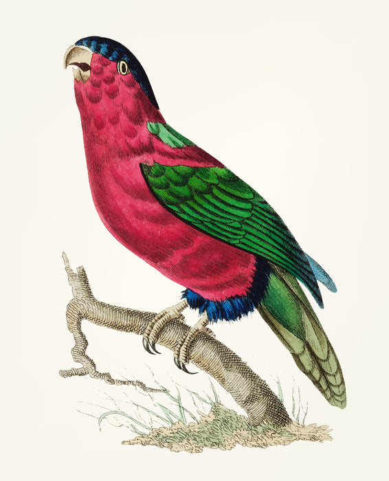 Birds
