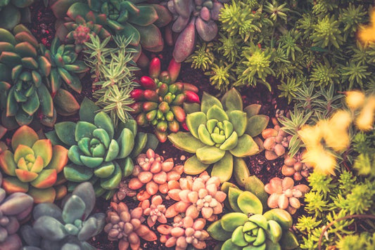 Succulent surprise