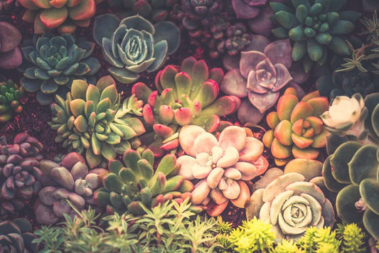 Succulent shadows
