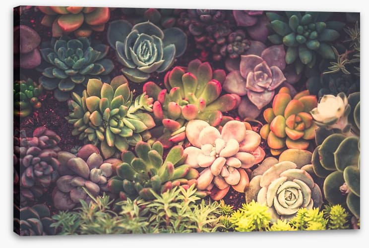 Succulent shadows
