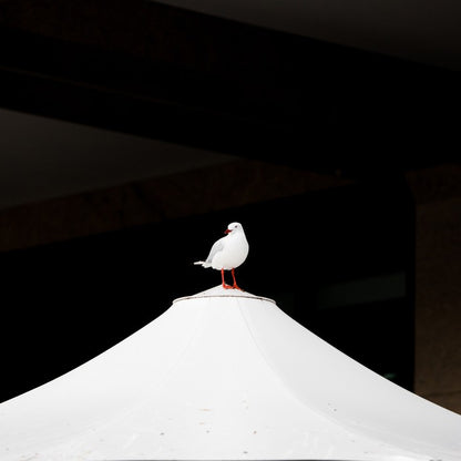 Waiting seagull