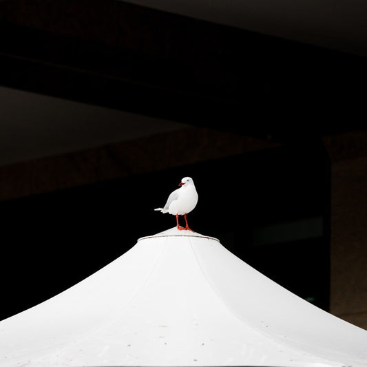 Waiting seagull