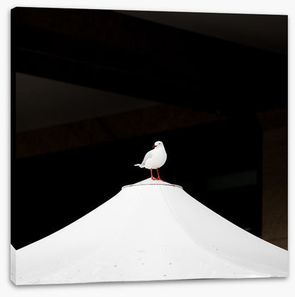 Waiting seagull
