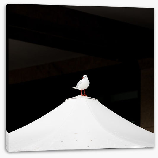 Waiting seagull