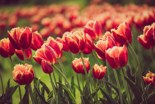 That tulip meadow