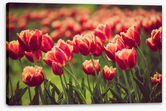 That tulip meadow