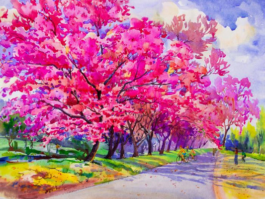 Cherry blossom path