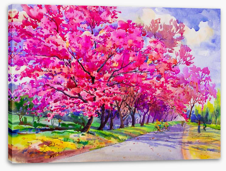 Cherry blossom path