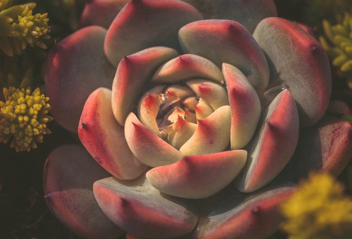 Leaves