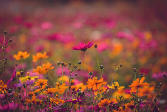 Meadows