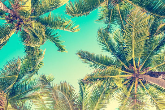 Under the palms