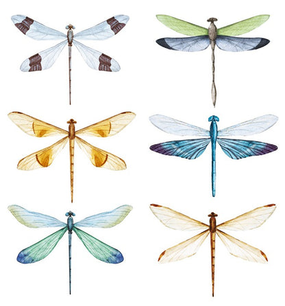 Dragonfly delight