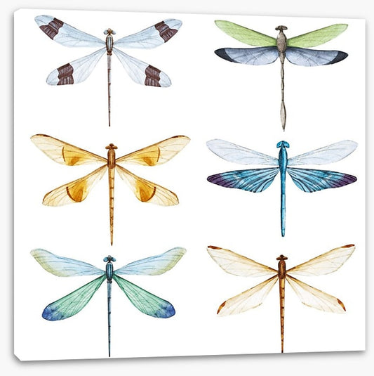 Dragonfly delight