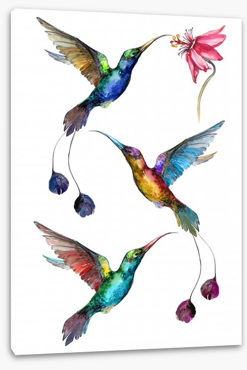 Birds
