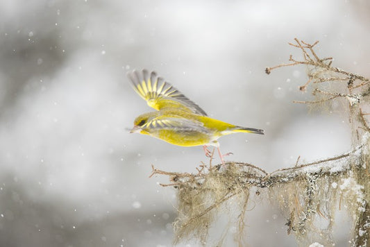 Birds