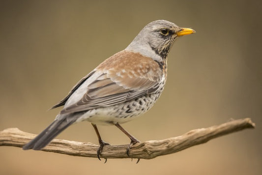 Birds