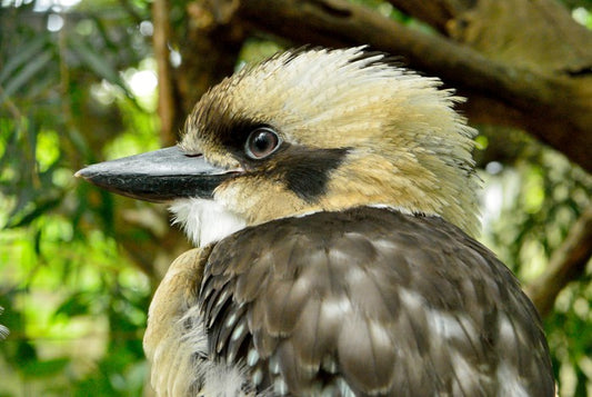 Kookaburra king