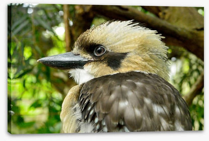 Kookaburra king