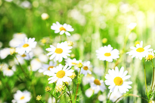 Chamomile sunlight